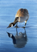 Banded Canadian Goose